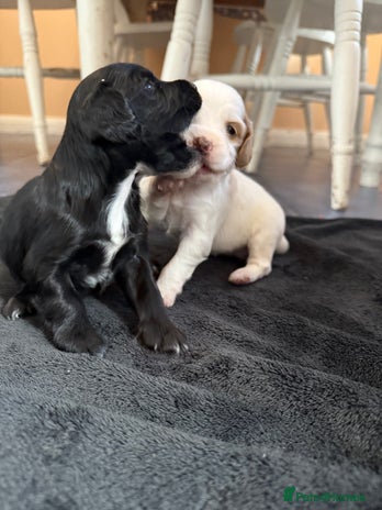 Mixed Breed dogs - Advert 1
