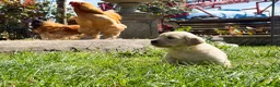 Golden Retriever dogs for sale: Traditional Dark Golden Retriever Puppy’s KC Reg - Advert 15