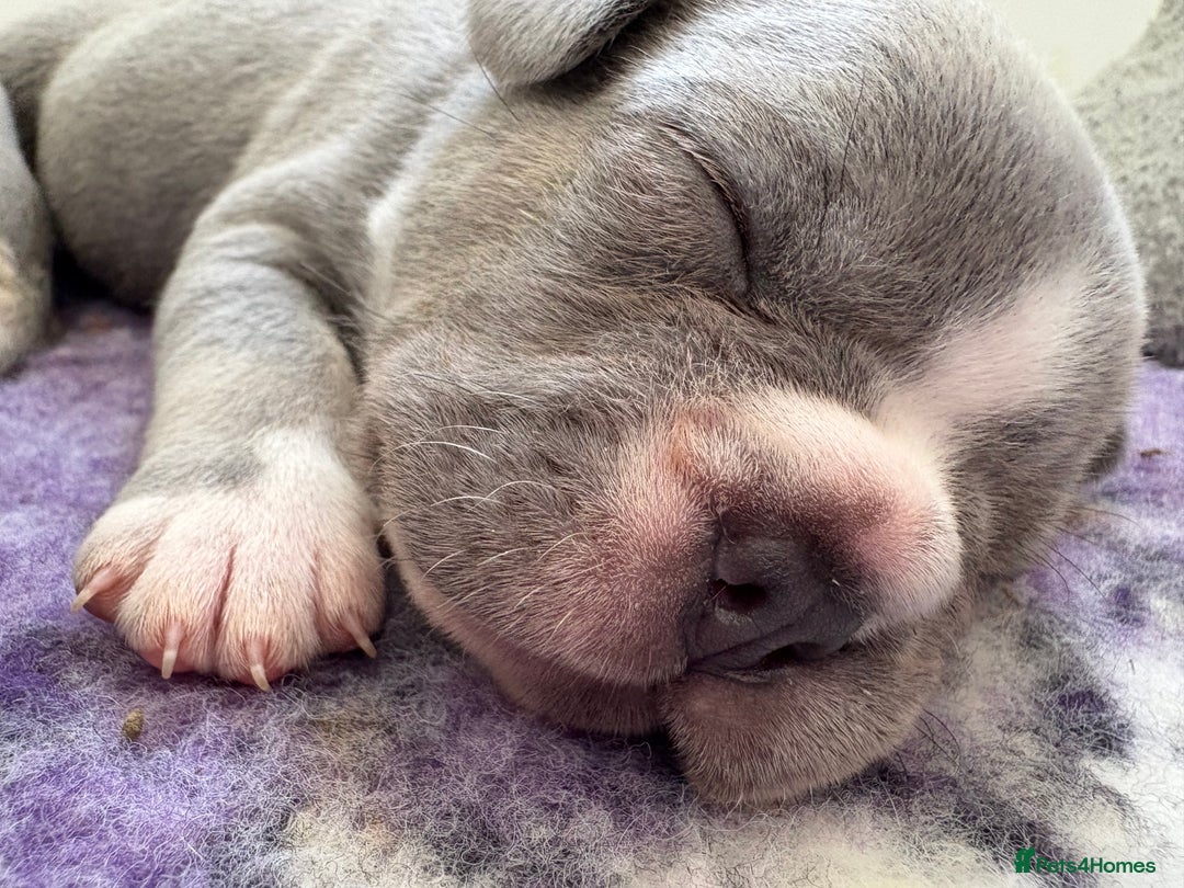 French Bulldog dogs for sale: Gorgeous French bulldog puppies READY MONDAY!!  - Image 3