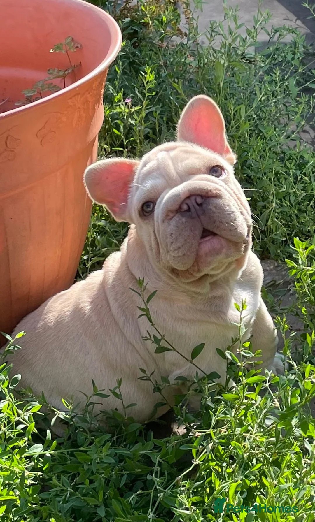 French Bulldog dogs for sale: KC QUALITY HEALTH TESTED FRENCH BULLDOG PUPPIES  - Advert 2