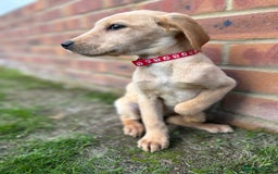 Labrador Retriever dogs for sale: Fox Red Labrador’s  - Image 8