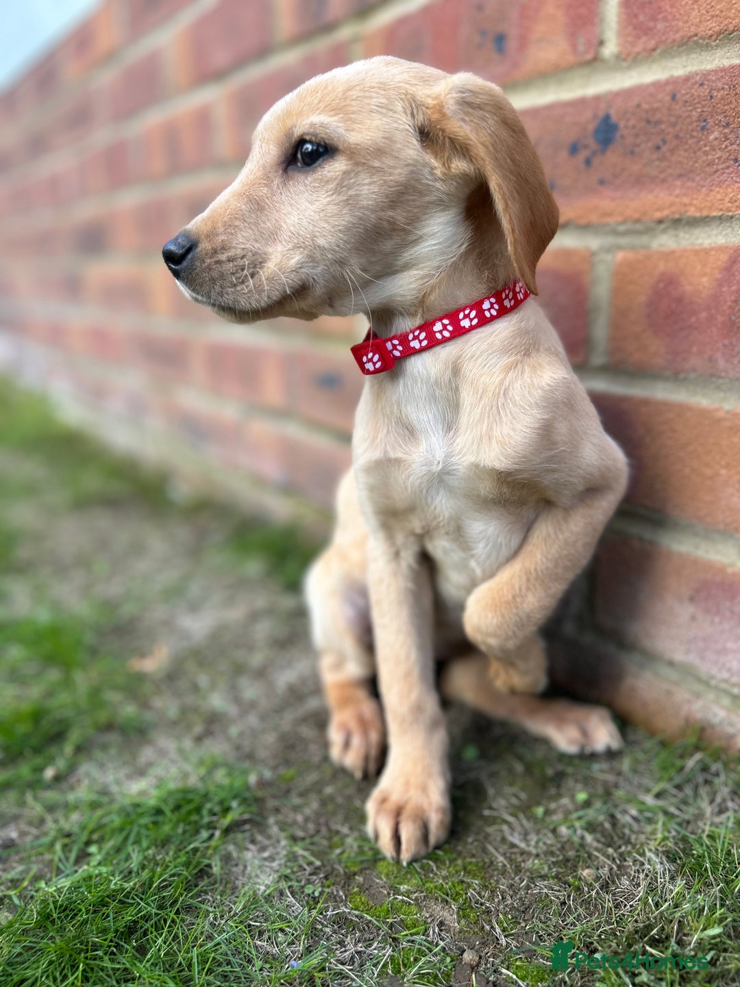 Labrador Retriever dogs for sale: Fox Red Labrador’s  - Image 8