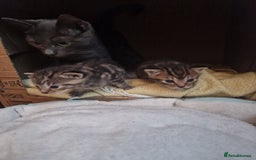 Mixed Breed cats for sale: 2 cute boys Russian blue and Bengal mix  - Advert 14