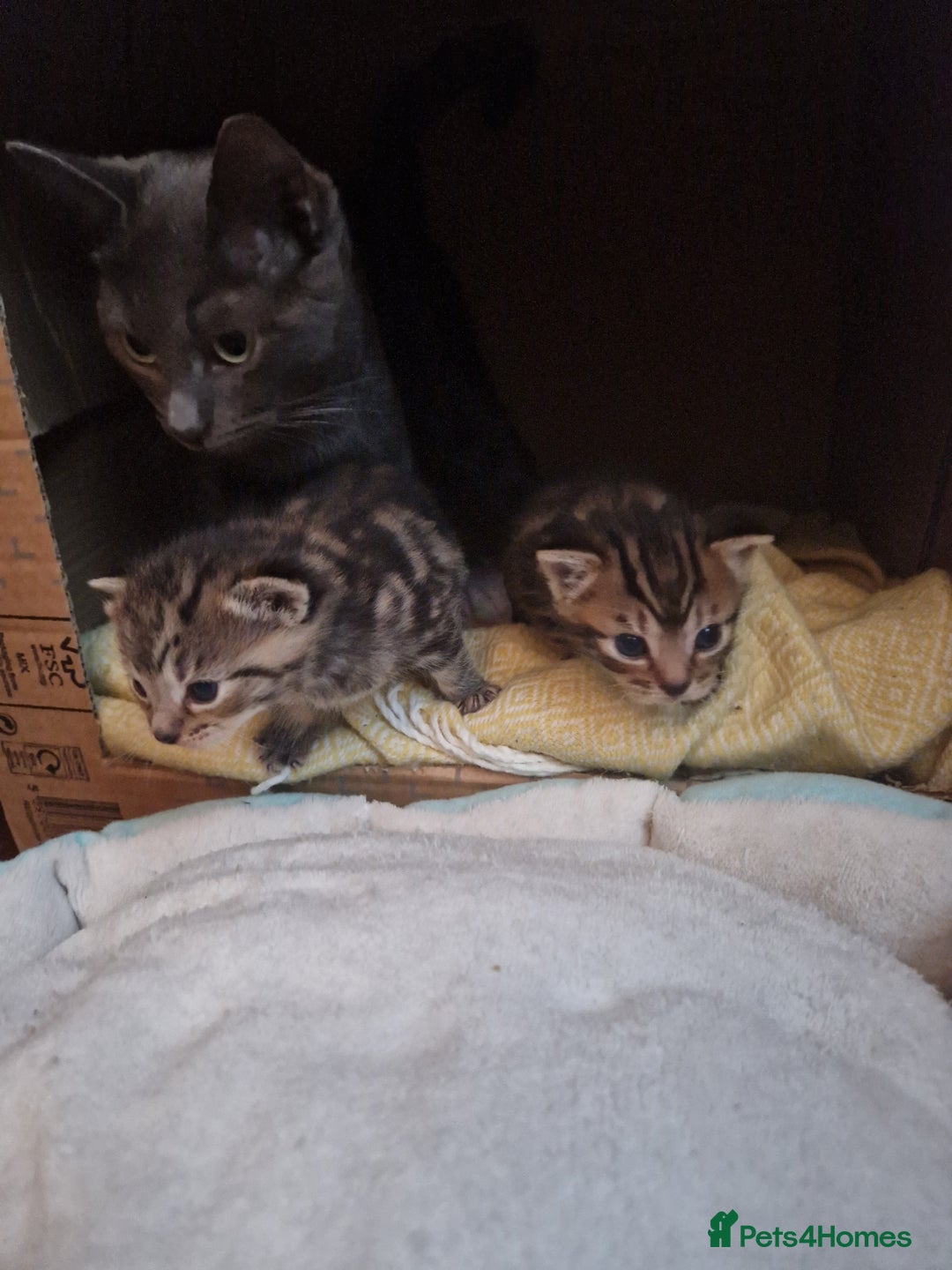 Mixed Breed cats for sale: 2 cute boys Russian blue and Bengal mix  - Advert 14
