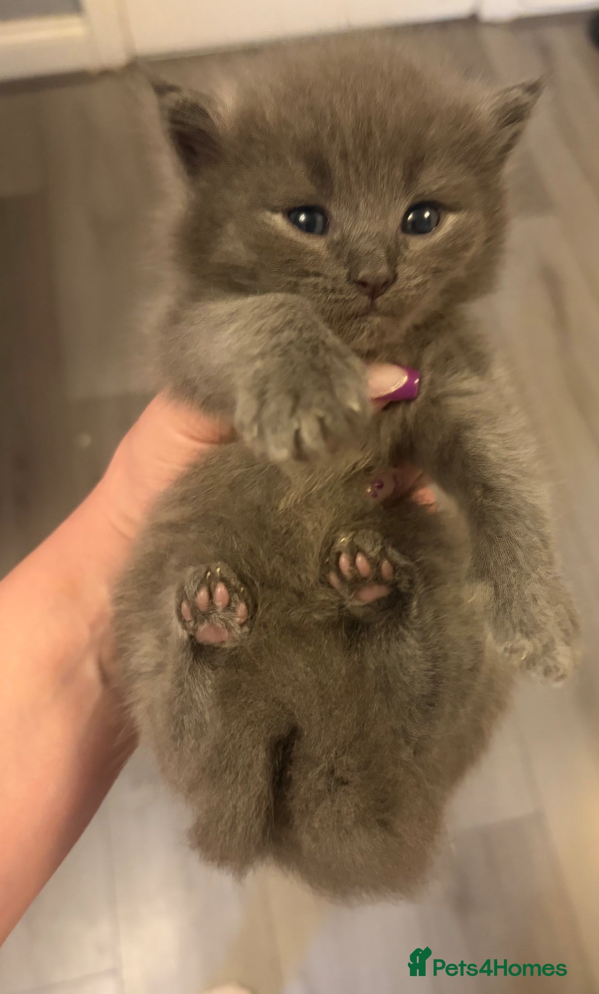 Ragdoll cats for sale: Ragdoll cross Norwegian forest cat - Advert 1