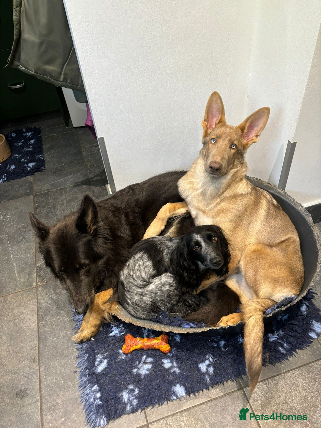 German Shepherd dogs for sale: Older Isabella GSD Female - Image 2