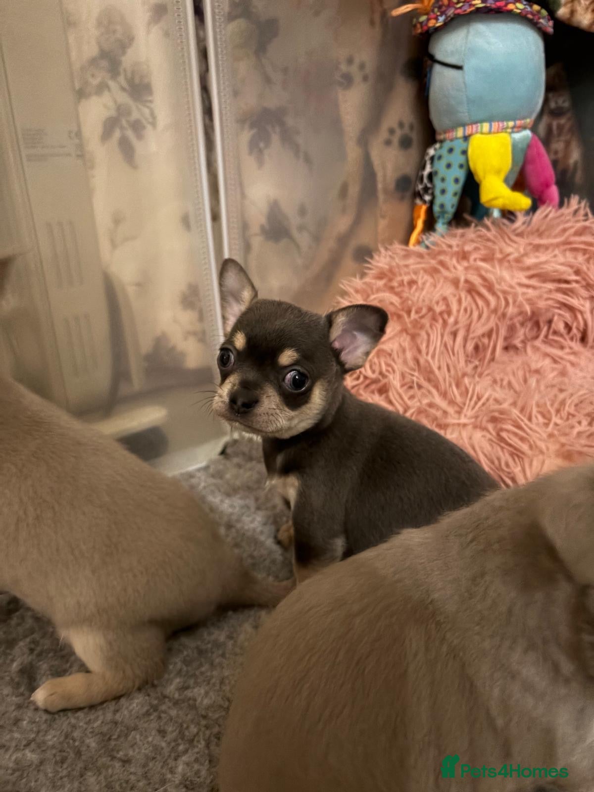 Chihuahua dogs 🎉BORN 25/12/25🎉. LAST BOY READY 13/03/26 💛💛💛 - Advert 4