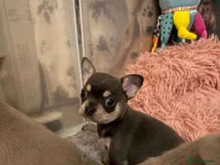Chihuahua dogs 🎉BORN 25/12/25🎉. LAST BOY READY 13/03/26 💛💛💛 - Advert 4