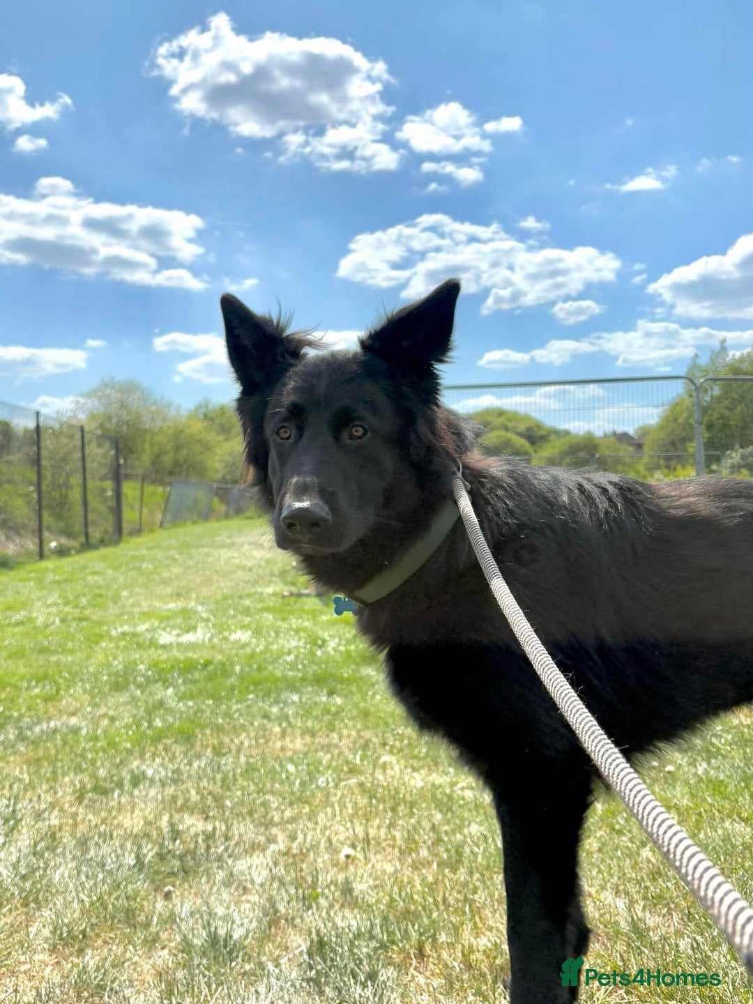 German Shepherd dogs for sale: Ace - Male German Shepherd (1 yr old) - Advert 3