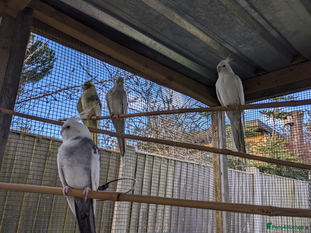 Cockatiels birds for sale: One male and one female 4 month old cockatiels. - Advert 16