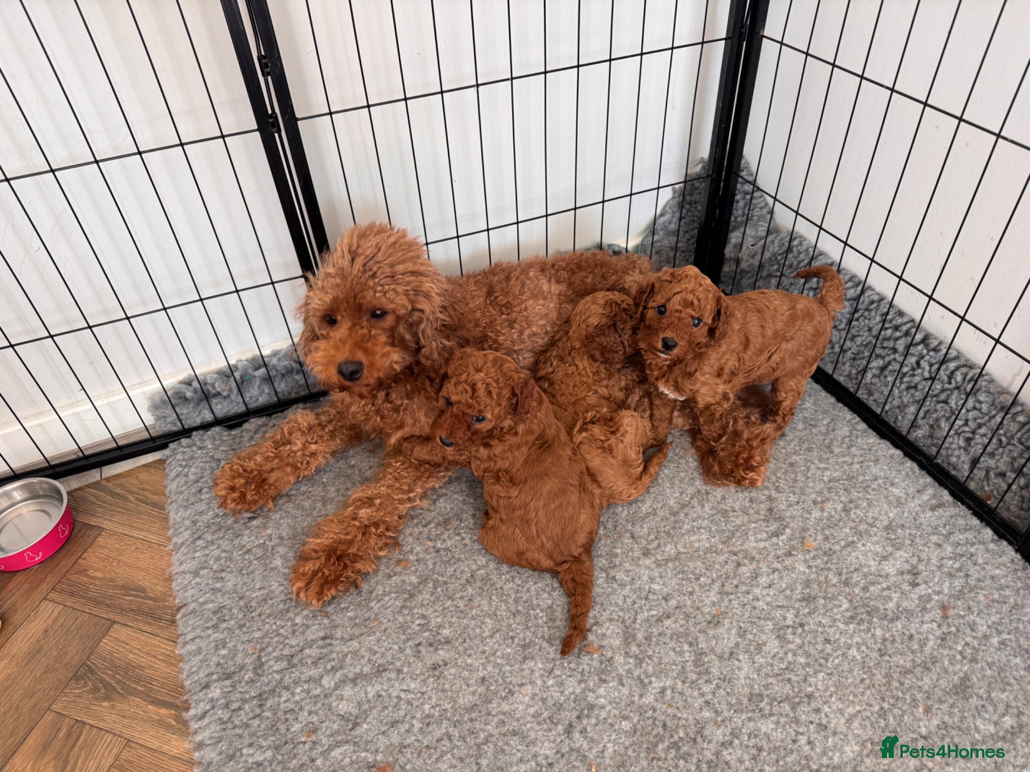 Labradoodle dogs READY NOW Miniature Labradoodle Girl Puppy - Advert 5