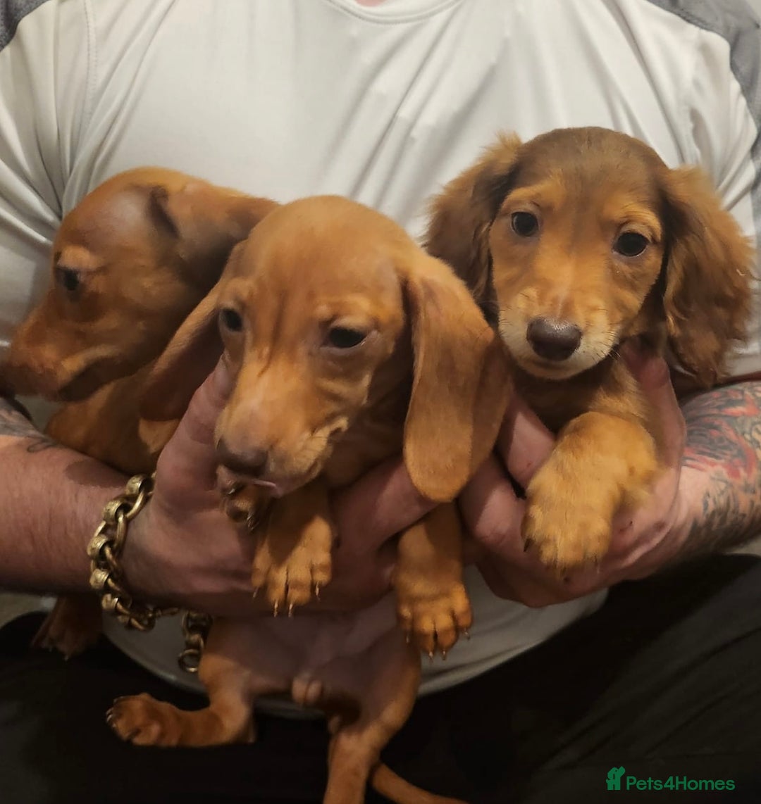 Miniature Dachshund dogs for sale: 3 beautiful miniature dachshunds  - Advert 5