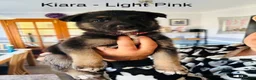 German Shepherd dogs for sale: 10 beautiful pure pedigree KC reg pup!  in Barnstaple - Advert 8