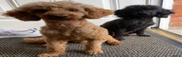 Toy Poodle dogs for sale: Toy poodle  puppies boy Kc  in Gateshead - Advert 4