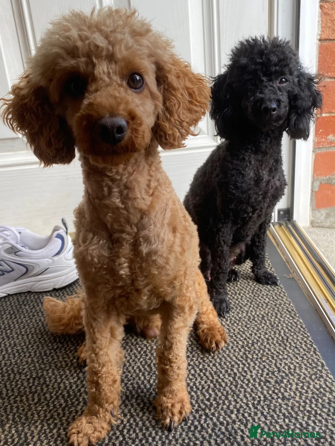 Toy Poodle dogs for sale: Toy poodle  puppies boy Kc  in Gateshead - Advert 4