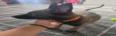 Belgian Shepherd Dog 9