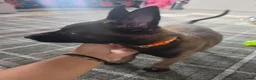Belgian Shepherd Dog dogs for sale: Belgian malinois puppies - Advert 10