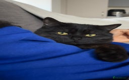 British Shorthair cats for sale: Beautiful Mixed BSH AND TABBY  - Image 4
