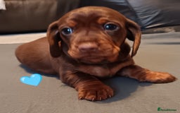 Miniature Dachshund dogs for sale: 2 Beautiful Mini Dachshunds Boys🩵💚 - Image 3