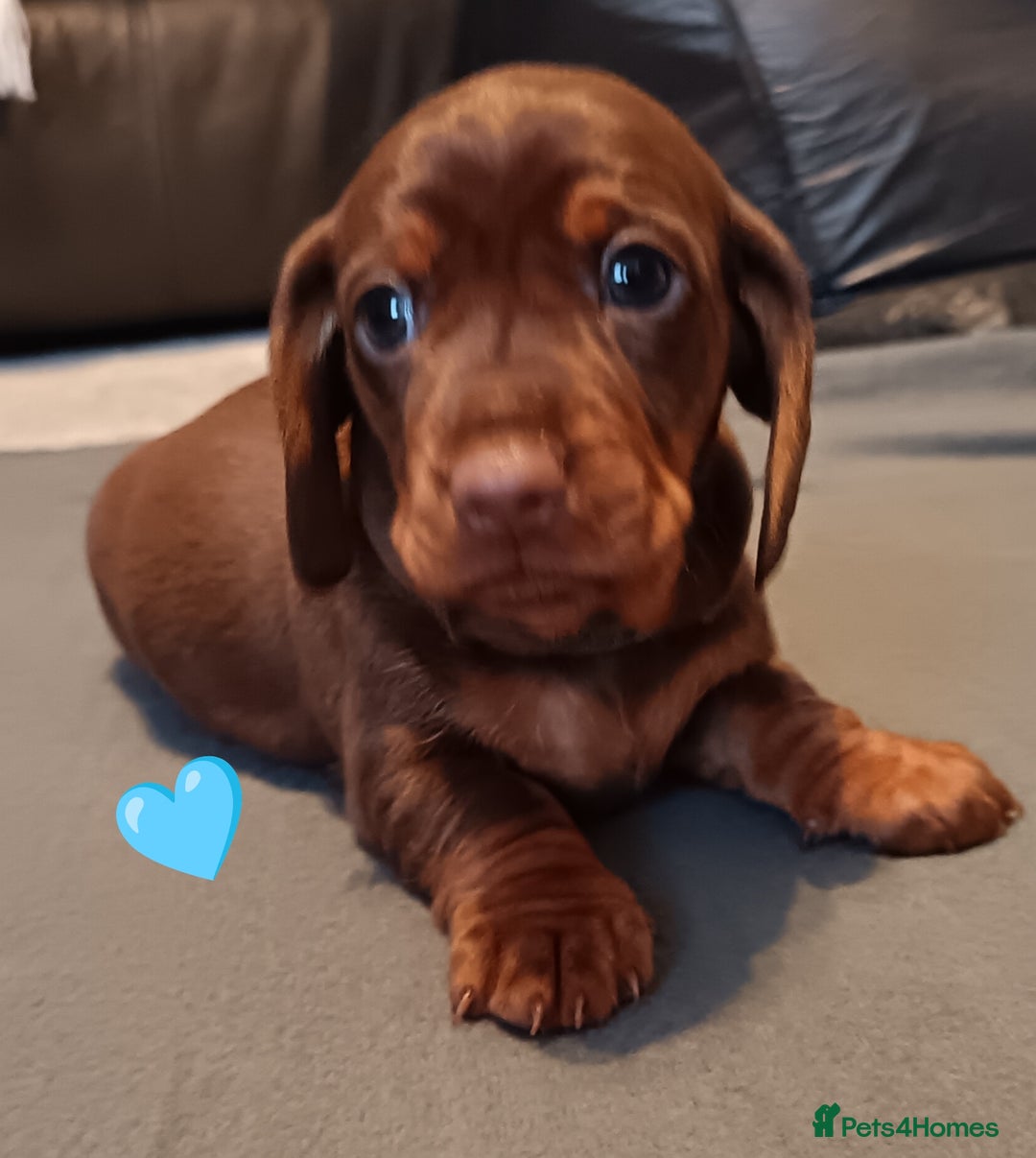 Miniature Dachshund dogs for sale: 2 Beautiful Mini Dachshunds Boys🩵💚 - Image 3