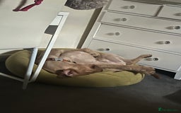 Labrador Retriever dogs for stud: Lab x wire hair pointer at stud  - Image 1