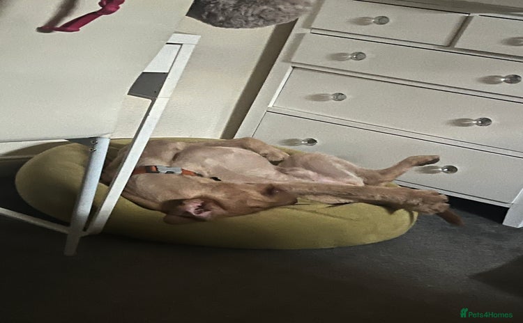 Labrador Retriever dogs - Advert 1