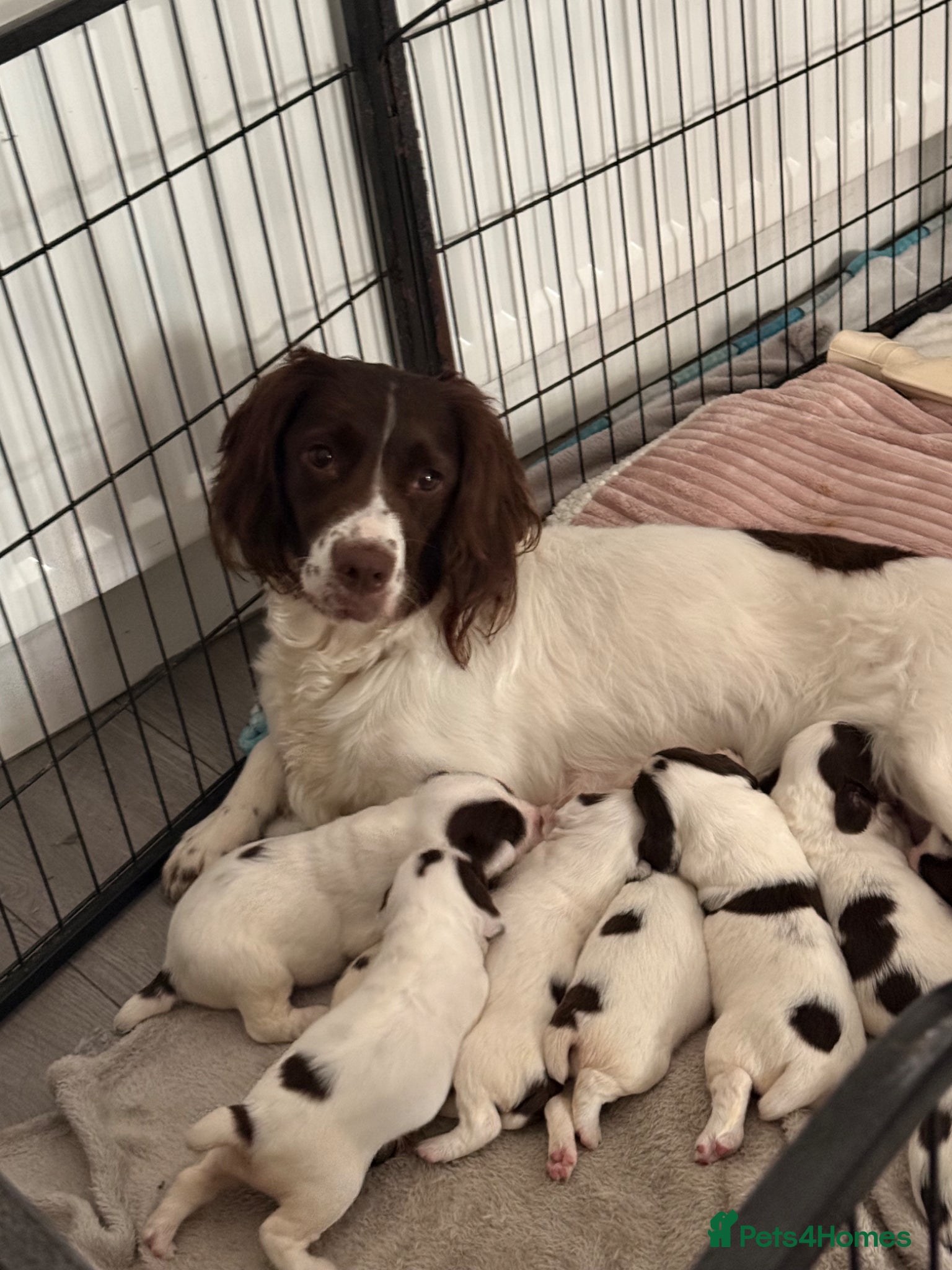 English Springer Spaniel dogs Kc registered English springer spaniel puppies  - Advert 1
