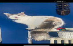 Mixed Breed cats for sale: Kittens MaineCoon x Bengal 8 weeks ready today  - Image 9