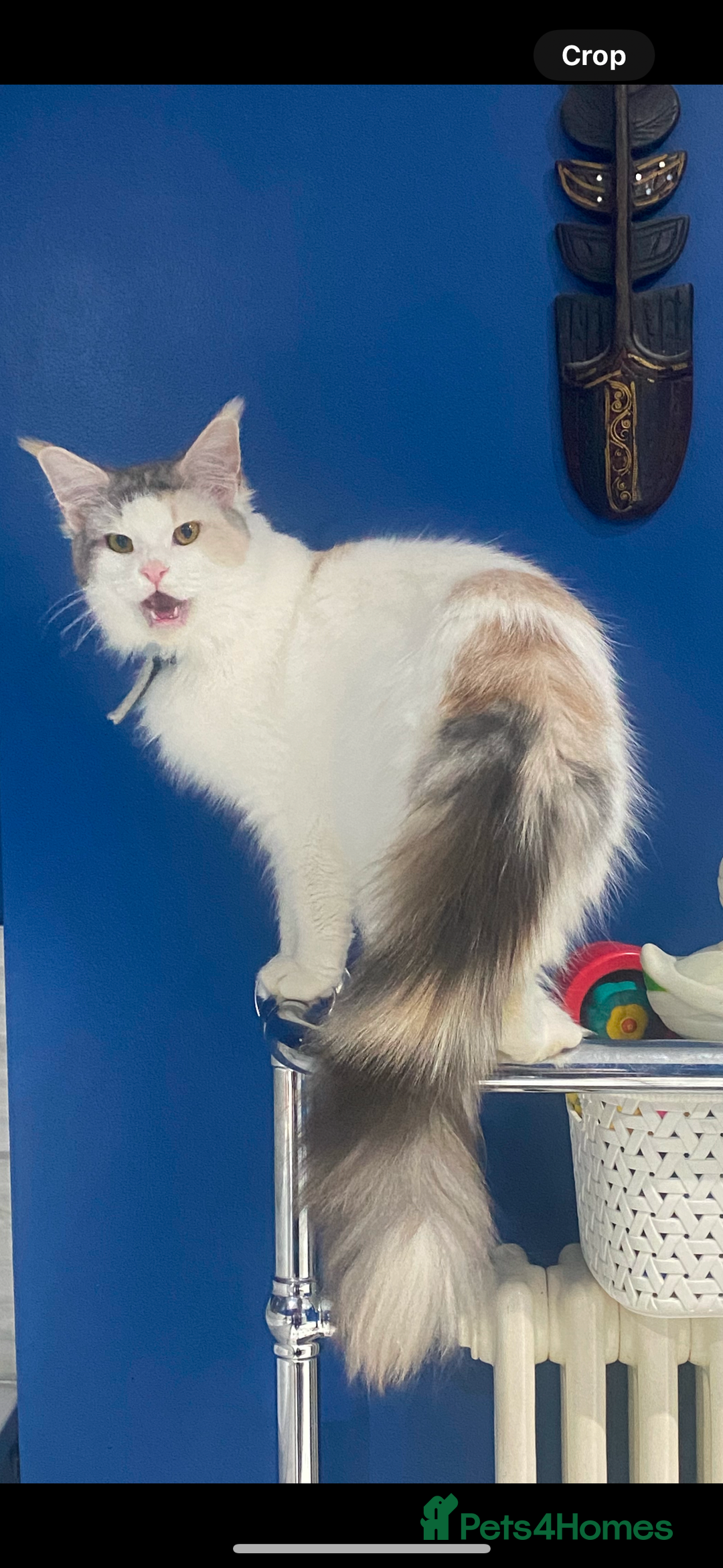 Mixed Breed cats for sale: Kittens MaineCoon x Bengal 8 weeks ready today  - Image 9