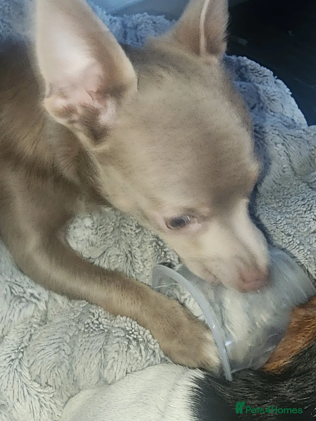 Chihuahua dogs for sale: Charlie bear - Advert 2