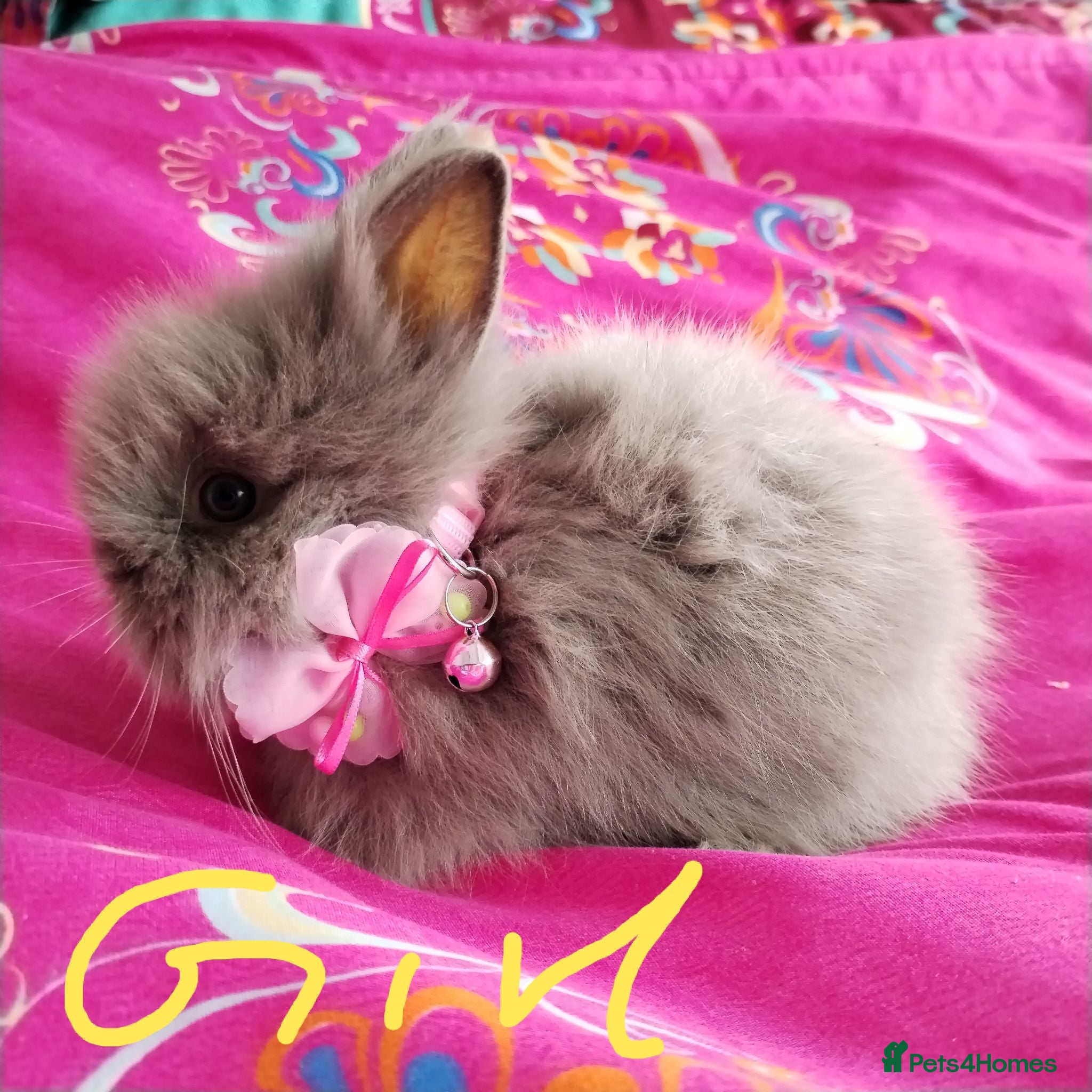 Lionhead rabbits Lionhead double maned - Advert 12