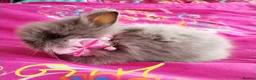 Lionhead rabbits for sale: Lionhead double maned - Advert 1