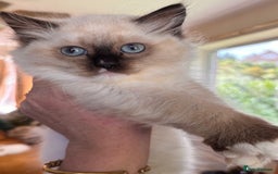 Ragdoll cats for sale: Pedigree Ragdoll Kittens (2xM,1xF) TICA Registered - Image 3