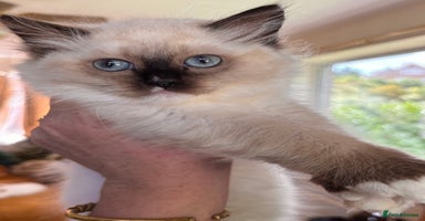 Ragdoll cats - Advert 6