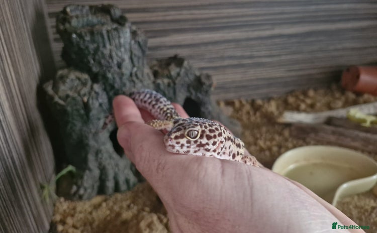 Leopard Gecko reptiles - Advert 1