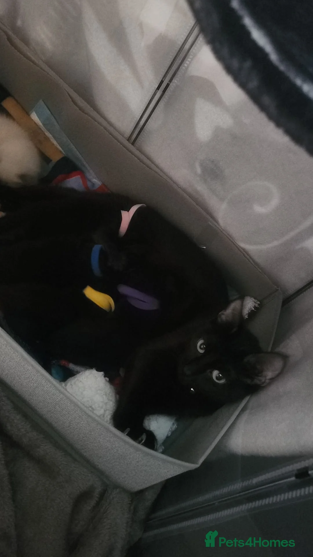 Mixed Breed cats for sale: Burmese/Main coon cross in Horsham - Advert 6