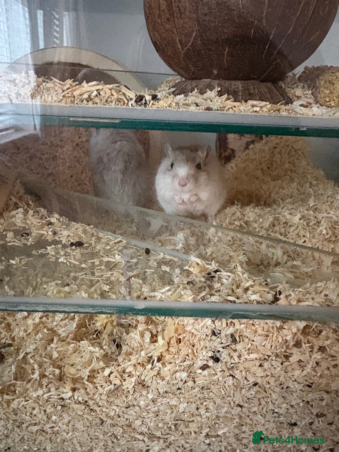 Gerbil rodents for sale: 2 gerbils including setup  - Advert 6