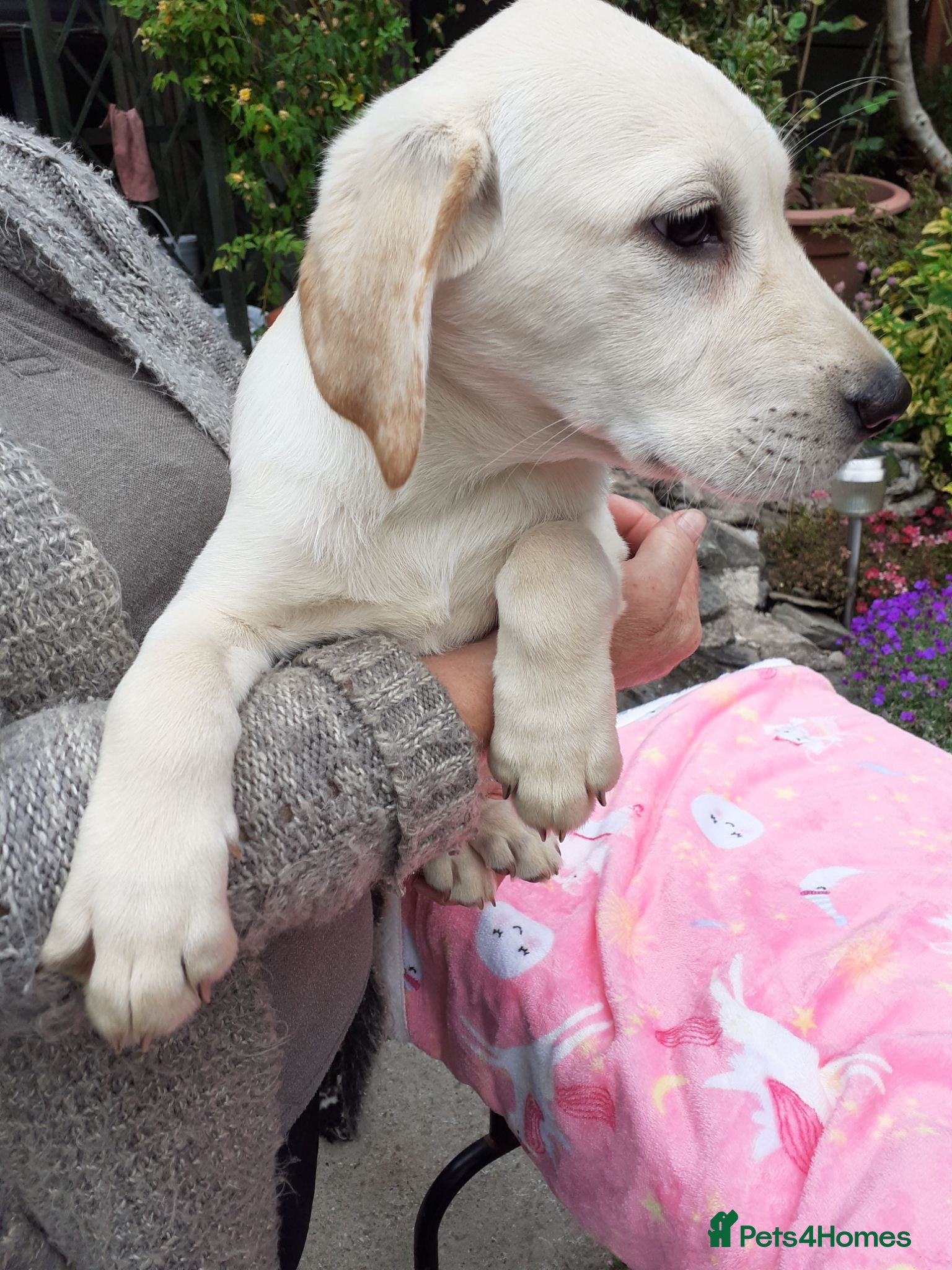 Labrador Retriever dogs Gorgeous yellow labrador puppies - Advert 2