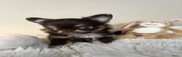 Chihuahua dogs for sale: Xx Quality Thai/Russian chihuahuas Xx - Advert 9