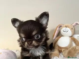 Chihuahua dogs Xx Quality Thai/Russian chihuahuas Xx - Advert 9