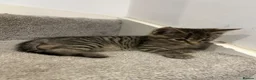 Mixed Breed cats for sale: 5 beautiful kittens, mix of black and tabby  - Advert 6