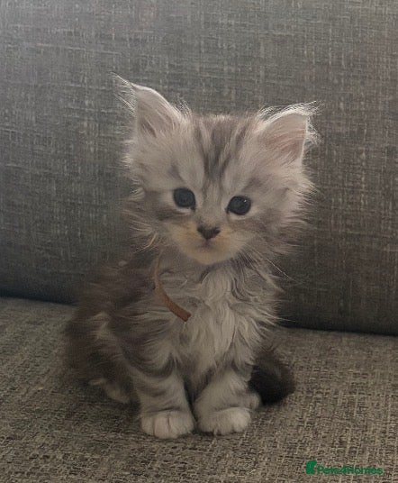 Maine Coon cats Beautiful registered babies - Advert 2