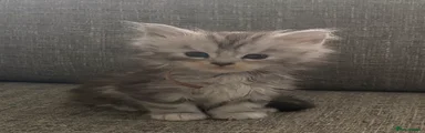 Maine Coon Kitten 9