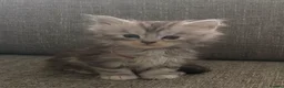 Maine Coon cats for sale: TICA active reg mainecoon kittens - Advert 26