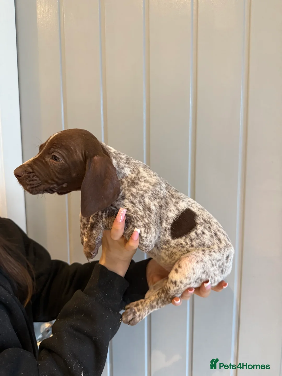 German Shorthaired Pointer dogs for sale: 🌼German shorthaired pointer puppies 🌼 - Advert 13