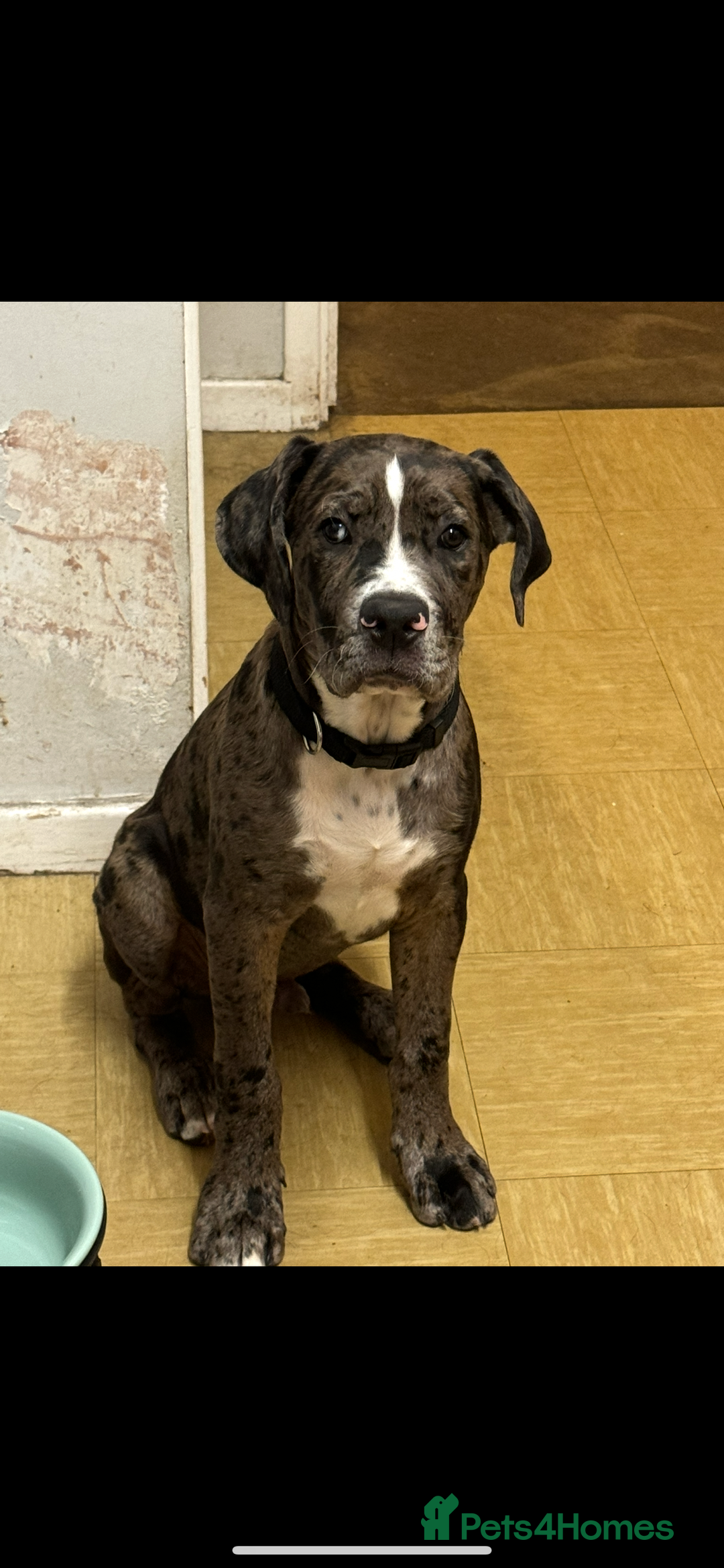 Mixed Breed dogs for sale: Rocco - Advert 14