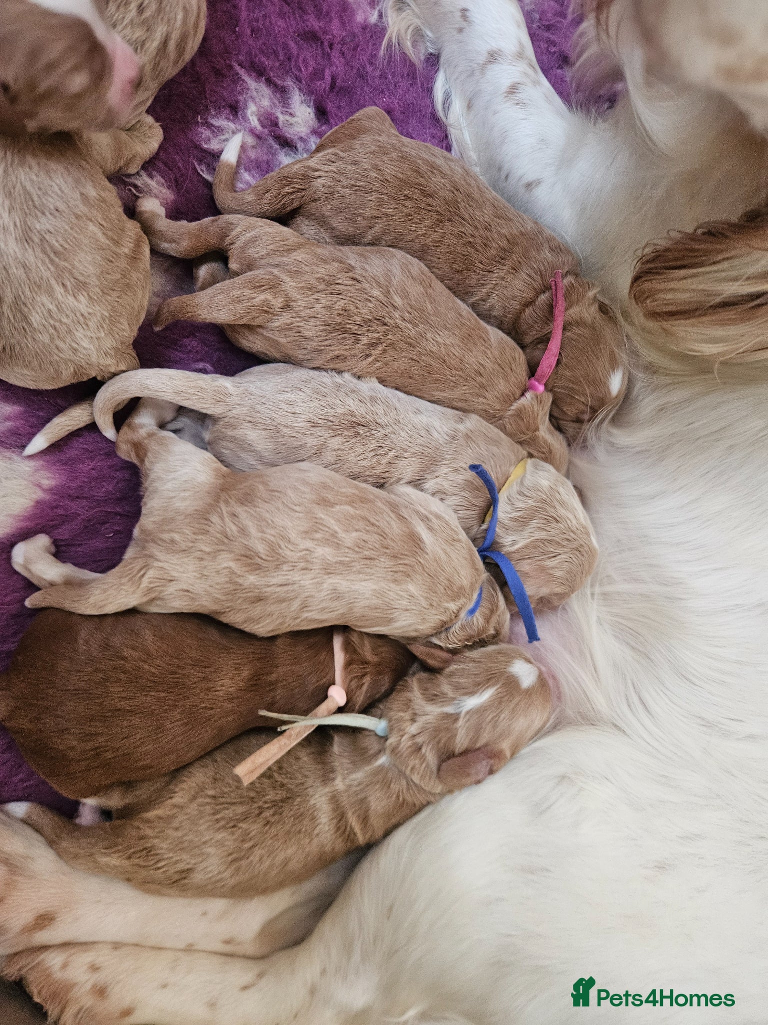 Cockapoo dogs FALLOWCOPSE F1 Miniature Cockapoo puppies - Advert 2