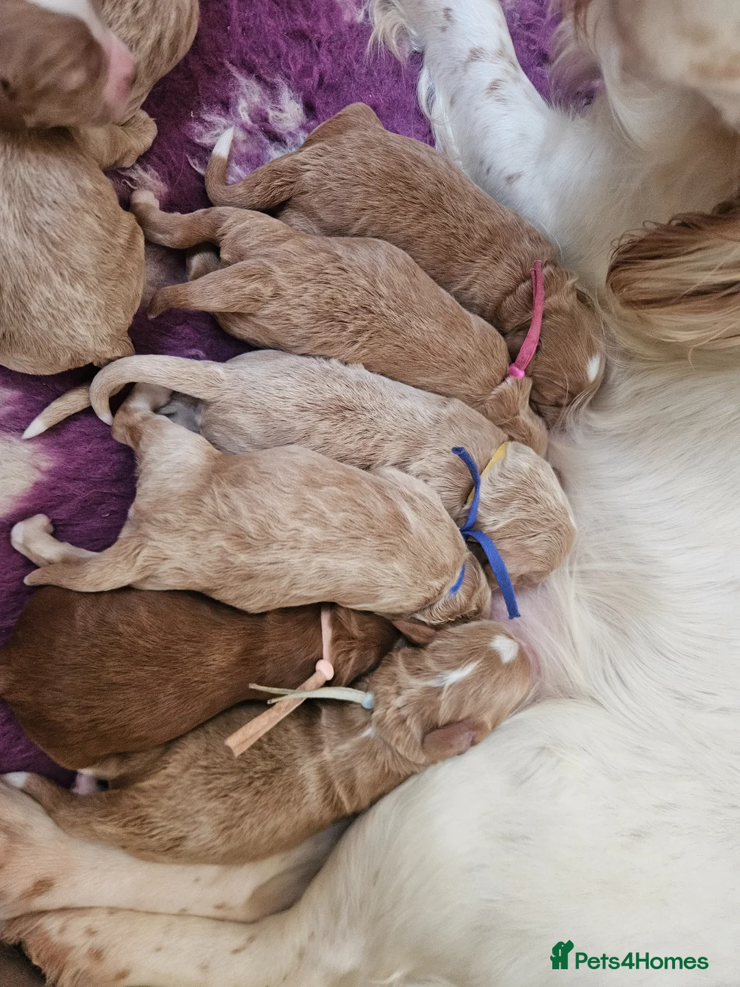 Cockapoo dogs for sale: FALLOWCOPSE F1 Miniature Cockapoo puppies - Advert 2