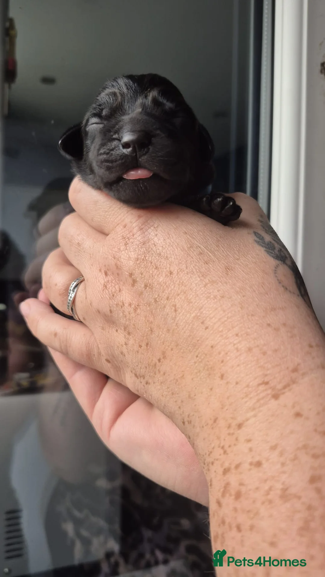 Labrador Retriever dogs for sale: KC Registered black Labrador puppies - Advert 40