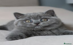 British Shorthair cats for sale: Stunning British shorthair available last girl  - Image 5